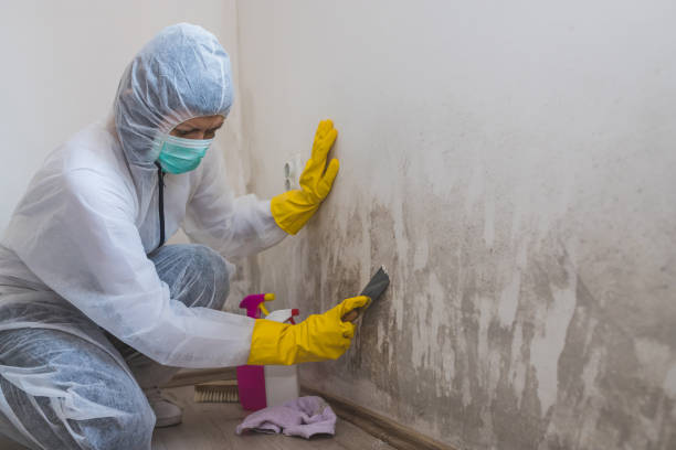 Professional Mold Removal in Whitewater, CA